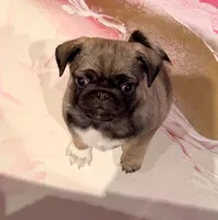 Minnie, a female Pug for sale in Miami, FL – Photo 4 of 10