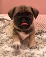 Minnie, a female Pug for sale in Miami, FL – Photo 8 of 10