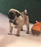 Minnie, a female Pug for sale in Miami, FL – Photo 7 of 10