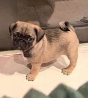Minnie, a female Pug for sale in Miami, FL – Photo 3 of 10