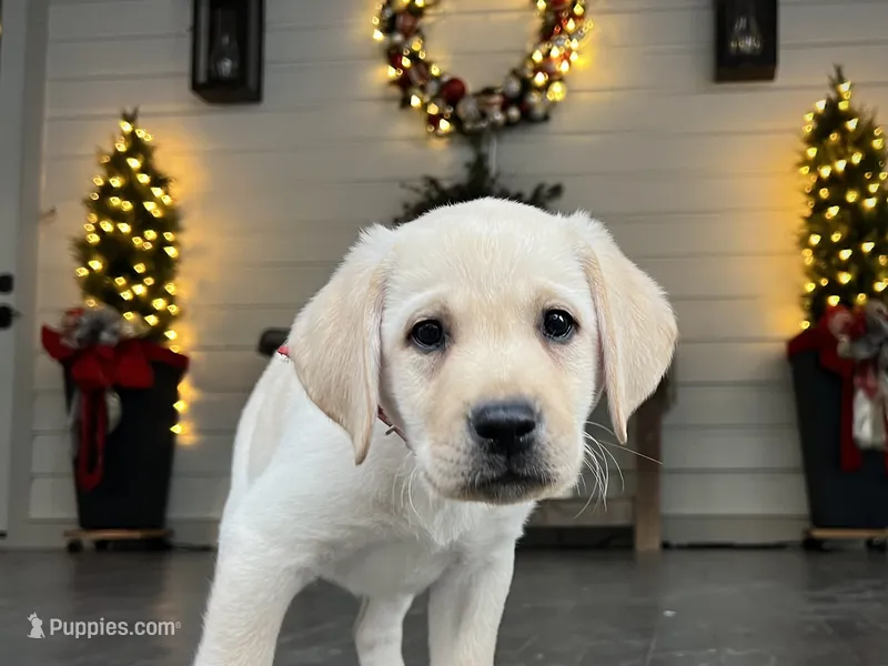 Red (Grand CH Bronze sired)