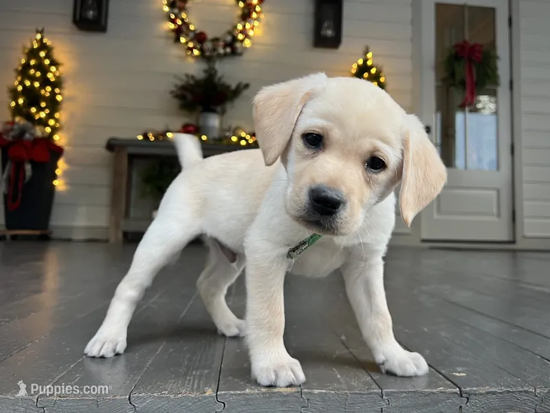 Green (Grand CH Bronze)