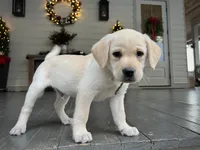 processed/6d87a958-77df-4c97-b424-802960beb70b/listing/b7b844b9-270a-4ea7-9c24-f49b2a6c53de/ead43952-3ef1-4c09-aa99-cec90c7b87b4