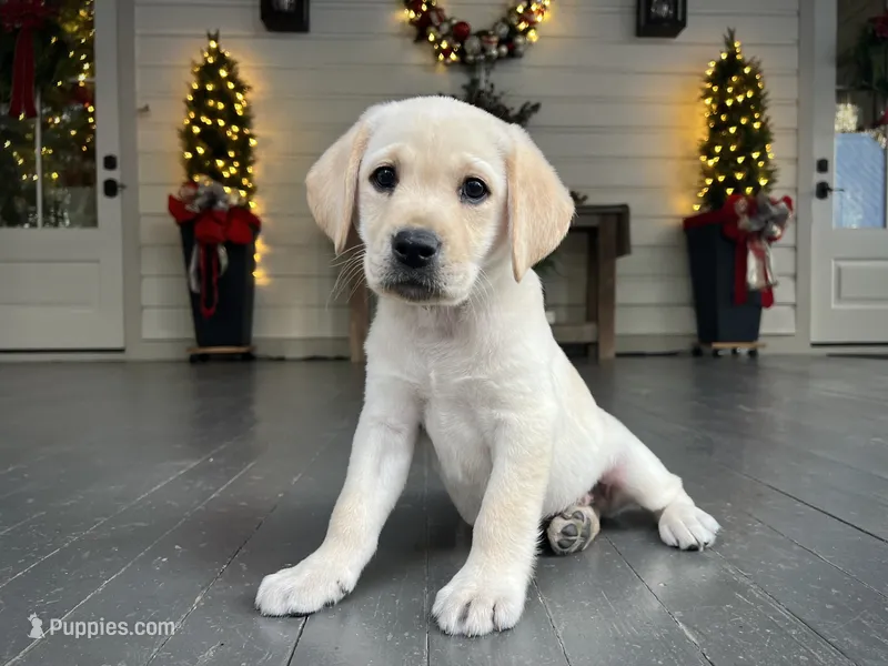 Blue (Grand CH Bronze Sired)