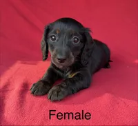 Miley 5, a female Miniature Dachshund for sale in Culbertson, NE – 1 of 1