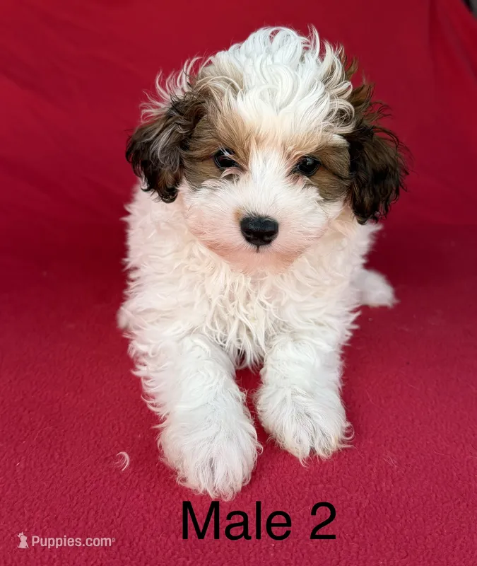 Sophia 2 – Poodle - Miniature  puppy for sale in Culbertson, NE