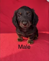 Miley 2, a male Miniature Dachshund for sale in Culbertson, NE – 1 of 1