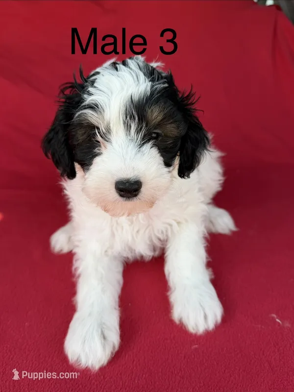 Sophia 1 – Poodle - Miniature  puppy for sale in Culbertson, NE