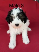 Sophia 1, a male Poodle - Miniature  for sale in Culbertson, NE – 1 of 1