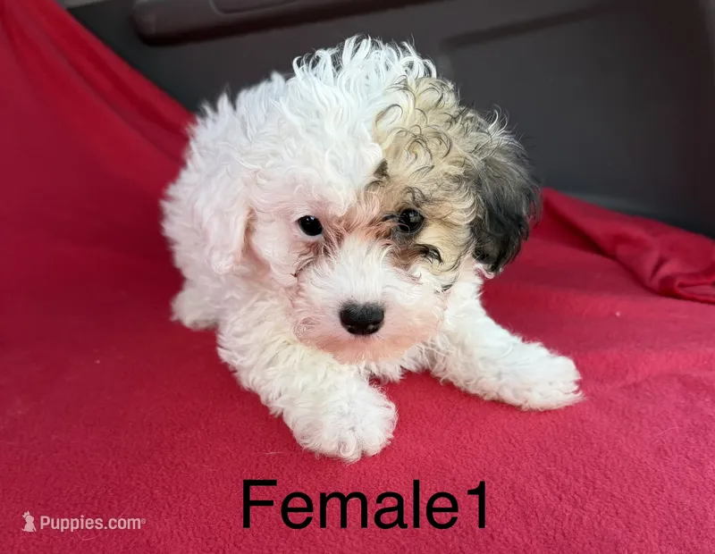 Sophia 3 – Poodle - Miniature  puppy for sale in Culbertson, NE