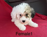 Sophia 3, a female Poodle - Miniature  for sale in Culbertson, NE – 1 of 1