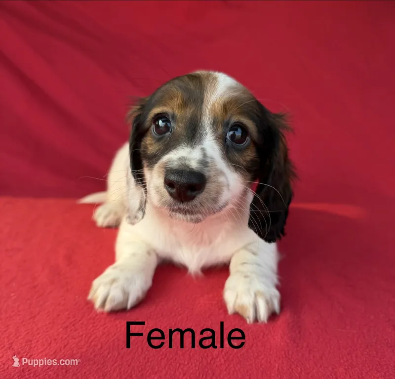 Miley 4 – Miniature Dachshund puppy for sale in Culbertson, NE