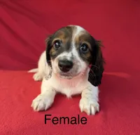 Miley 4, a female Miniature Dachshund for sale in Culbertson, NE – 1 of 1