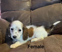 Red 24-01, a female Miniature Dachshund for sale in Culbertson, NE – Photo 1 of 6
