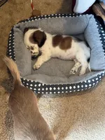 Red 24-01, a female Miniature Dachshund for sale in Culbertson, NE – Photo 5 of 6