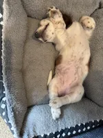 Red 24-01, a female Miniature Dachshund for sale in Culbertson, NE – Photo 6 of 6