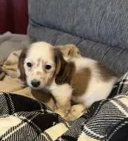 Red 24-01, a female Miniature Dachshund for sale in Culbertson, NE – Photo 2 of 6
