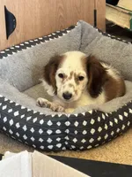 Red 24-01, a female Miniature Dachshund for sale in Culbertson, NE – Photo 4 of 6