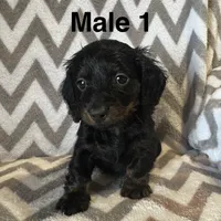 Dolly 1, a male Miniature Dachshund for sale in Culbertson, NE – 1 of 1