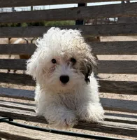 Sophia 3, a female Poodle - Miniature  for sale in Culbertson, NE – 2 of 2