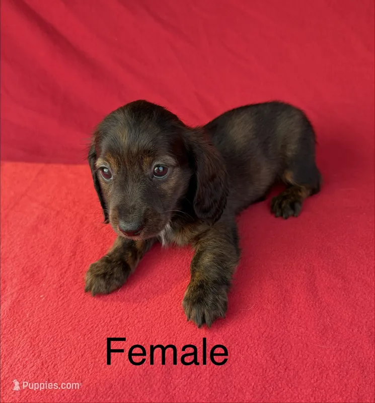 Miley 6  – Miniature Dachshund puppy for sale in Culbertson, NE