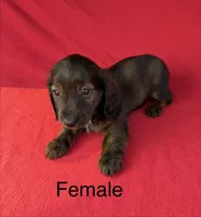 Miley 6 , a female Miniature Dachshund for sale in Culbertson, NE – 1 of 1