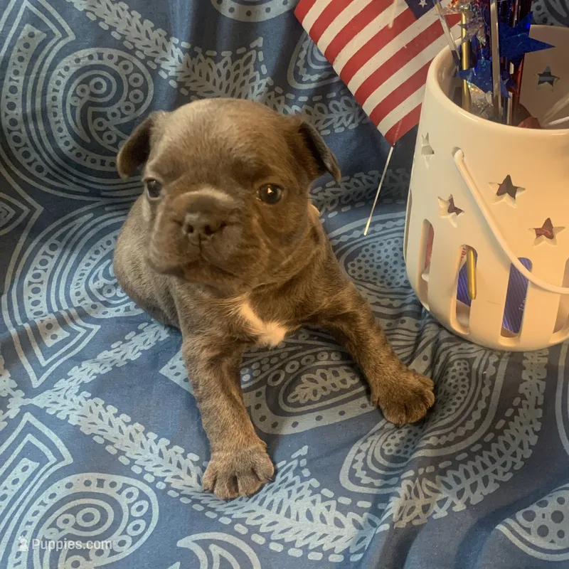 Blue Female (white collar) – French Bulldog puppy for sale in Abbeville, LA