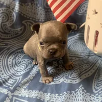 Blue male (Green Collar) “the runt”, a male French Bulldog for sale in Abbeville, LA – 2 of 9