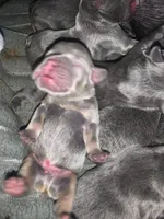 Lilac and tan male (Blue collar), a male French Bulldog for sale in Abbeville, LA – 2 of 6