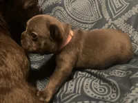 Blue Female (Pink Collar), a female French Bulldog for sale in Abbeville, LA – 2 of 9