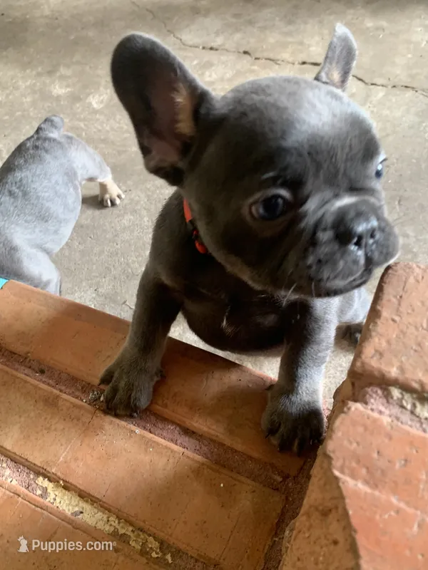Blue and Tan Male (Red Collar) – French Bulldog puppy for sale in Abbeville, LA