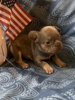 Blue and tan male (Blue collar), a male French Bulldog for sale in Abbeville, LA – 2 of 6