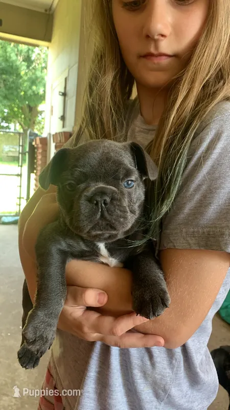 Blue Female (white collar) – French Bulldog puppy for sale in Abbeville, LA