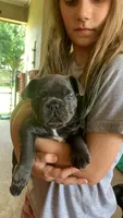 Blue Female (white collar), a female French Bulldog for sale in Abbeville, LA – 1 of 9