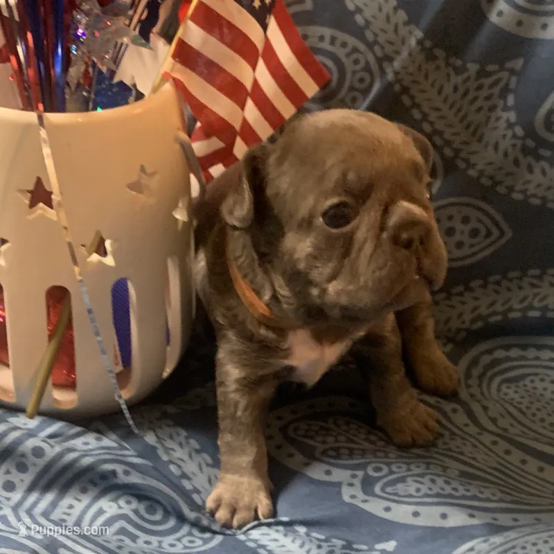 Lilac/Blue and tan female  (Orange collar) – French Bulldog puppy for sale in Abbeville, LA