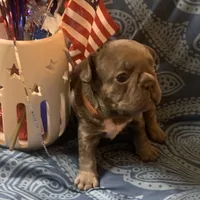 Lilac/Blue and tan female (caution: potential for knee issues), a female French Bulldog for sale in Abbeville, LA – 4 of 10