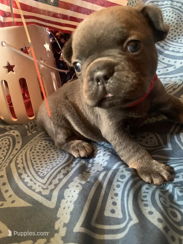 Blue and Tan Male (Red Collar) – French Bulldog puppy for sale in Abbeville, LA