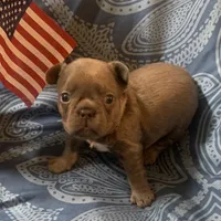 Lilac/Blue and tan female (caution: potential for knee issues), a female French Bulldog for sale in Abbeville, LA – 5 of 10