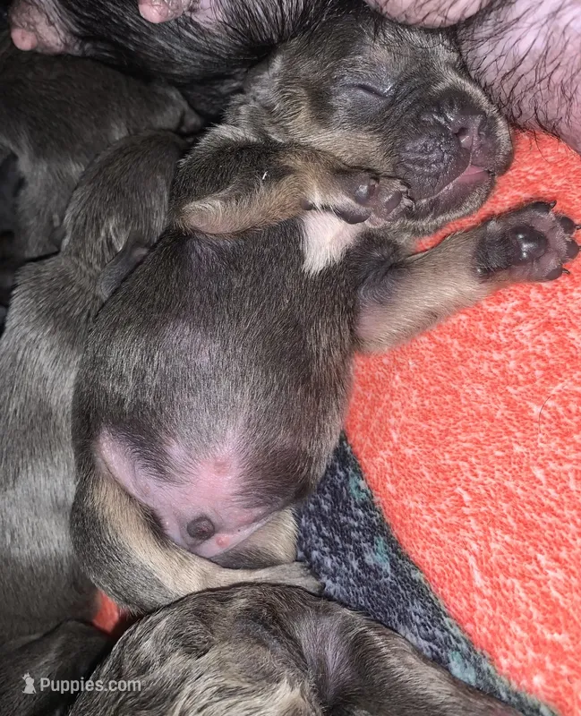 Tricolor Blue and Tan Male (black collar)  – French Bulldog puppy for sale in Abbeville, LA