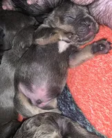 Tricolor Blue and Tan Male (black collar) , a male French Bulldog for sale in Abbeville, LA – 1 of 7