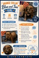 Lilac/Blue and tan female (caution: potential for knee issues), a female French Bulldog for sale in Abbeville, LA – 6 of 10