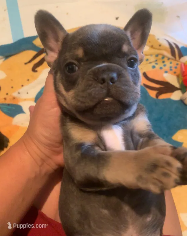 Tricolor Blue and Tan Male (black collar)  – French Bulldog puppy for sale in Abbeville, LA