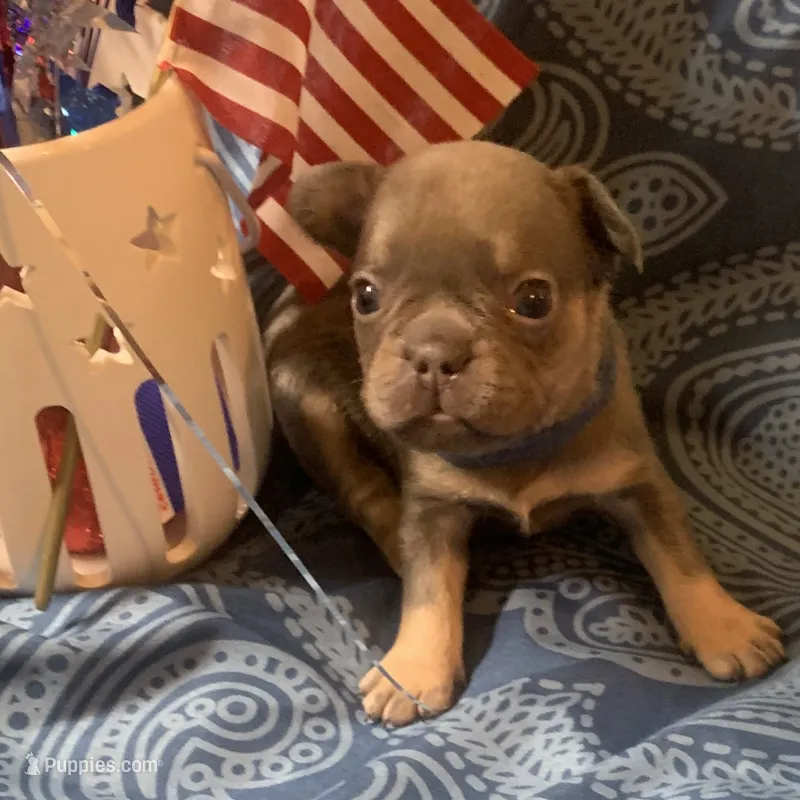 Blue and tan male (Blue collar) – French Bulldog puppy for sale in Abbeville, LA