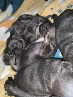 Tricolor Blue and Tan Male (black collar) , a male French Bulldog for sale in Abbeville, LA – 6 of 7