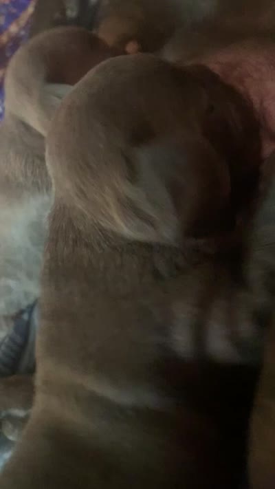 Blue Female #1, a female French Bulldog for sale in Abbeville, LA – 2 of 2