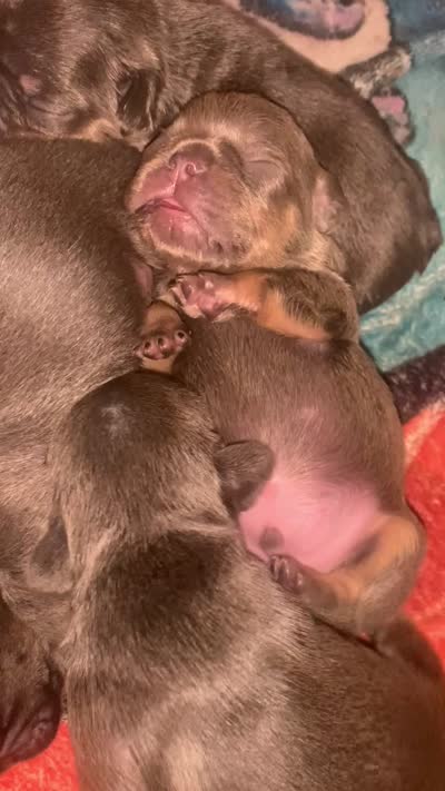 Tricolor Blue and Tan Male (black collar) , a male French Bulldog for sale in Abbeville, LA – 7 of 7