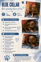 Lilac/Blue and tan male (Blue collar), a male French Bulldog for sale in Abbeville, LA – 7 of 7