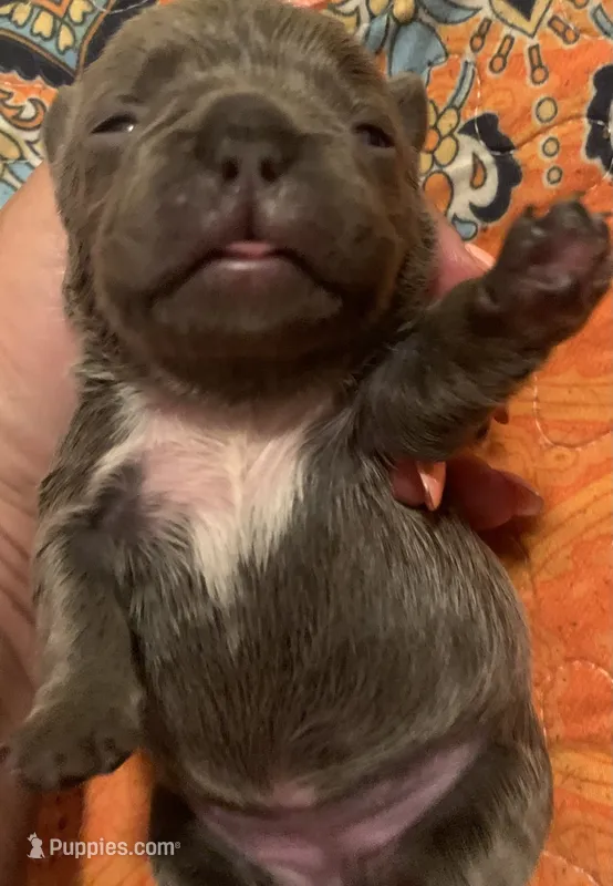 Blue Female (white collar) – French Bulldog puppy for sale in Abbeville, LA