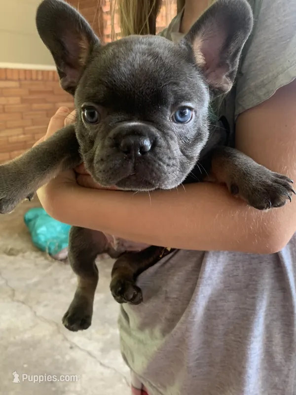 Blue and Tan Male (Red Collar) – French Bulldog puppy for sale in Abbeville, LA