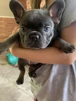 Blue and Tan Male (Red Collar), a male French Bulldog for sale in Abbeville, LA – 1 of 8